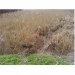 High Grass In Dried Lake Photo Sculptures