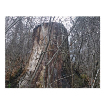 High Park Tree Stump Post Card