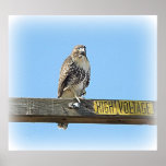 High Voltage Hawk Poster