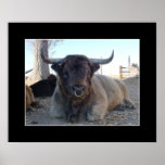 Highland Bull posters