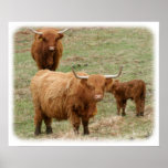 Highland Cattle 9Y316D-017 posters