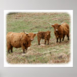 Highland Cattle 9Y316D-030 posters