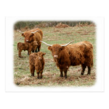 Highland Cattle 9Y316D-055 Post Card
