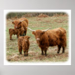 Highland Cattle 9Y316D-055 posters