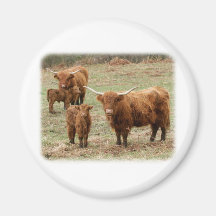 Highland Cattle 9Y316D-055 Refrigerator Magnet