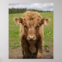 Highland Cattle calf, near Dufftown, Poster