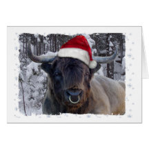 Highland Cattle Christmas Card