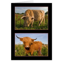 Highland Cattle Greeting Card