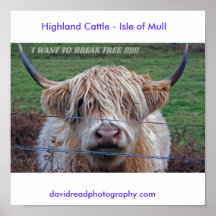 , Highland Cattle - Isle of Mull, Print