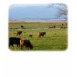 Highland Cattle near Loch Leven 9T076D-010 t-shirts