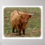 Highland Cow 9Y316D-053 posters