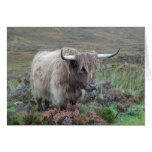 Highland cow cards