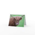 Highland Cow Card