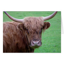 Highland Cow Card