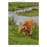 Highland Cow in Grass Greeting Cards