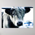 Highland Cow posters