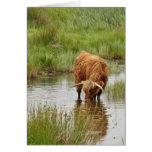Highland Cow Taking a Drink Cards