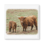 Highland Cow with calf 9Y316D-048 magnets