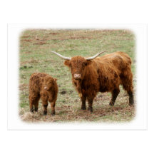 Highland Cow with calf 9Y316D-048 Post Card