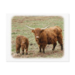 Highland Cow with calf 9Y316D-048 postcards