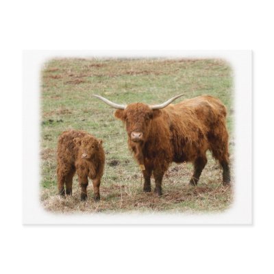 Highland Cow with calf 9Y316D-048 Post Card by TraffordPhotos