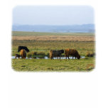 Highland Cows 9T076D-012 t-shirts
