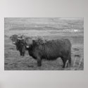 Highland Cows posters