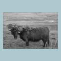 Highland Cows posters