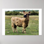 Highland dog posters