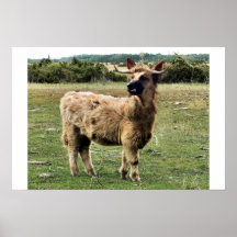 Highland dog print