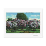 Highland Park Lilacs in Bloom postcards