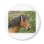 Highland Pony 9Y073D-135 magnets