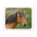 Highland Pony 9Y073D-135 postcards