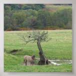 Highland pony and raven posters