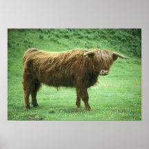 Highland Steer, Island of Mull, Inner Posters