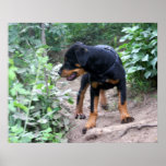 Hiking Puppy Rottweiler Dog posters