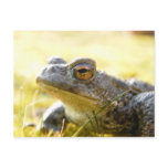 Hill End Toad postcards