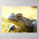 Hill End Toad posters