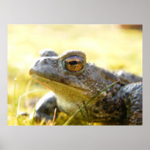 Hill End Toad Posters