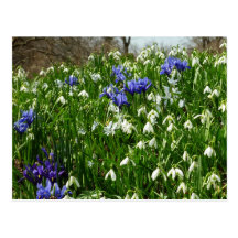 Hillside of Early Spring Flowers Postcard