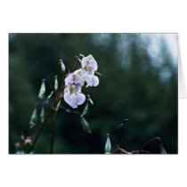 Himalayan Balsam Greeting Card