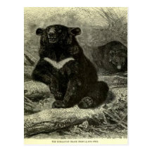 Himalayan Black Bear Postcard