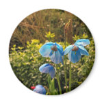 himalayan blue poppy fridge magnets