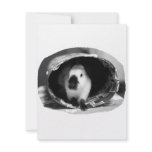 Himalayan Rabbit BW Photo in round can Invitation