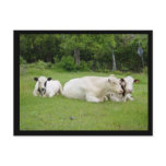 Hindu Cows postcards
