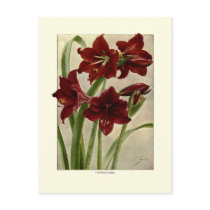 Hippeastrums(Amaryllis) Postcards