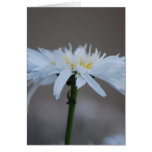 Hippie daisy and meaning cards