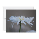 Hippie daisy and meaning invitations