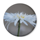 Hippie daisy and meaning magnets