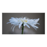 Hippie daisy and meaning photo cards